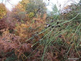 lto del Cane18-11-2012 08-53-04